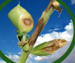 Blight affected chickpea plant 
