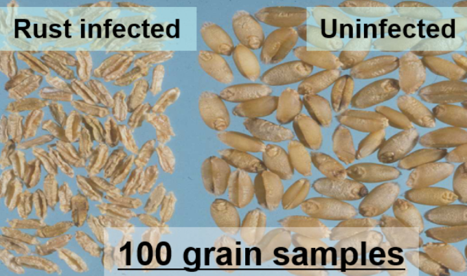 wheat rust