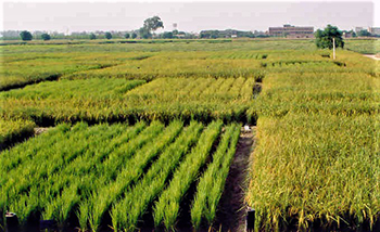 Rice plots