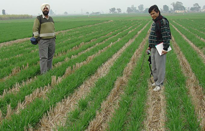 Wheat in rice stubble