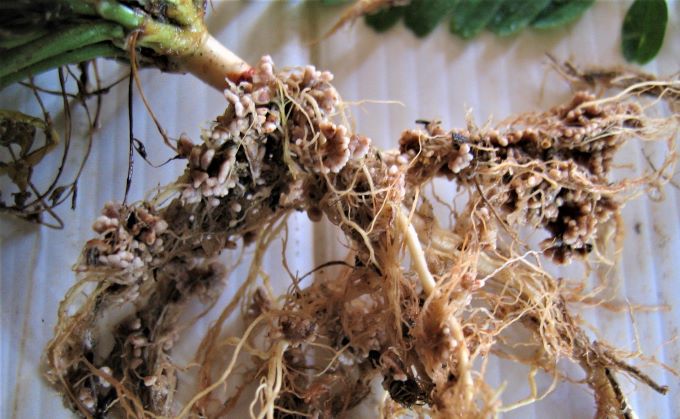 Nodules on chickpea (David Herridge)