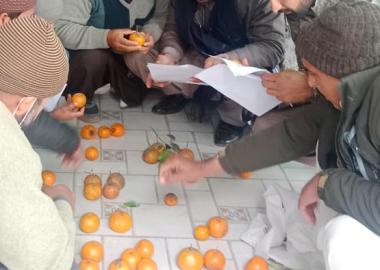 A group of men inspecting oranges on a tiled floor during extension training