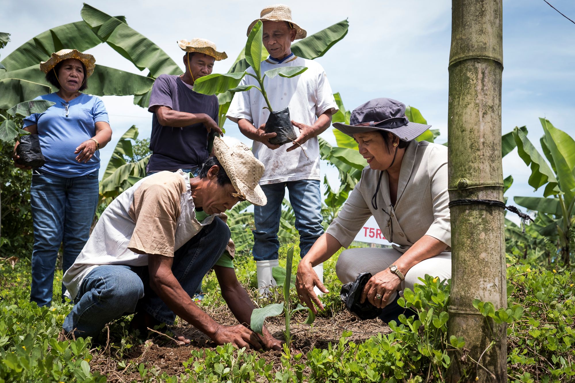 A small group planting banana seedlings among established banana plants.