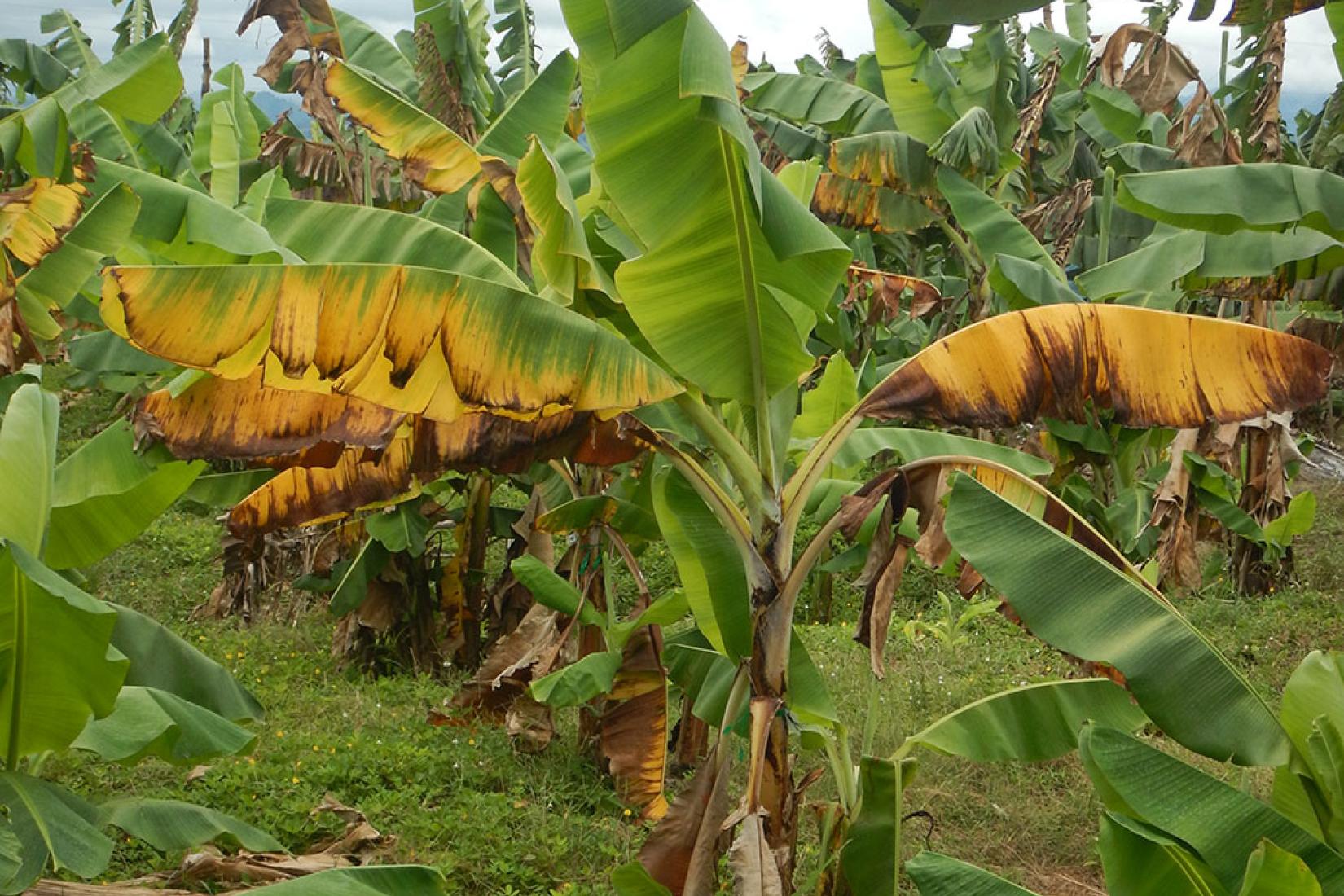 Banana plants in a field with yellowing and browning leaves.