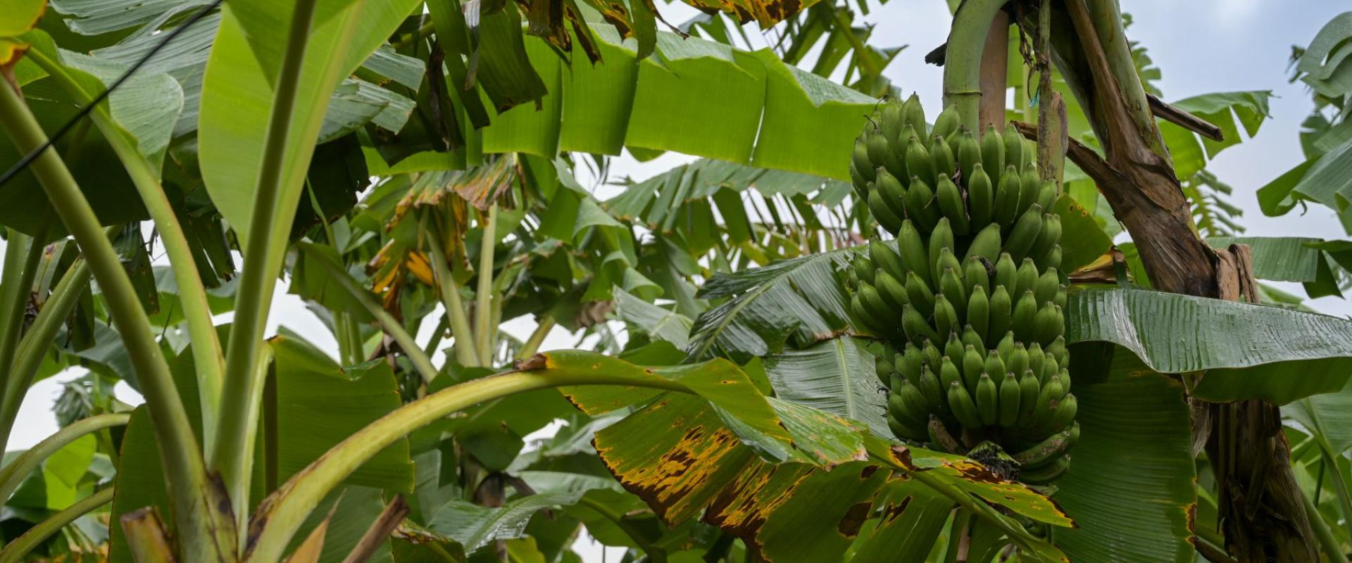 Banana plant with a cluster of green bananas