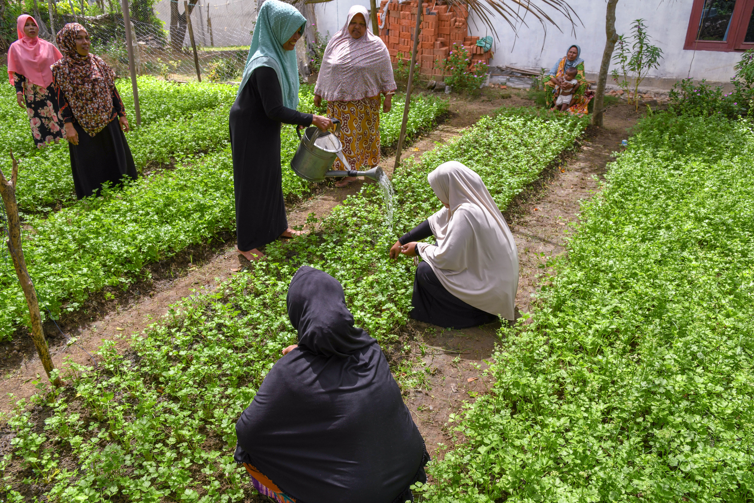 Aceh soil project - women watering crops