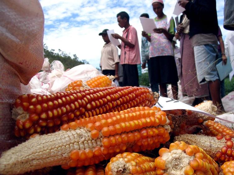 Corncobs