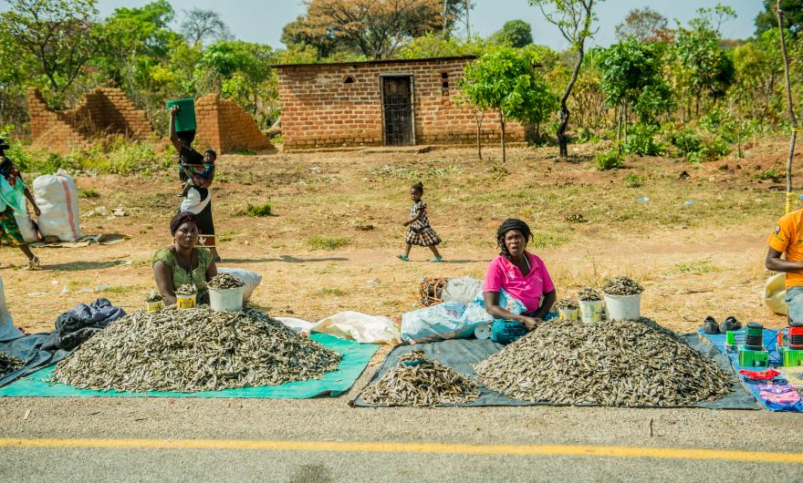 Women selling dried fish along the Kasama-Luwingu road in northern Zambia