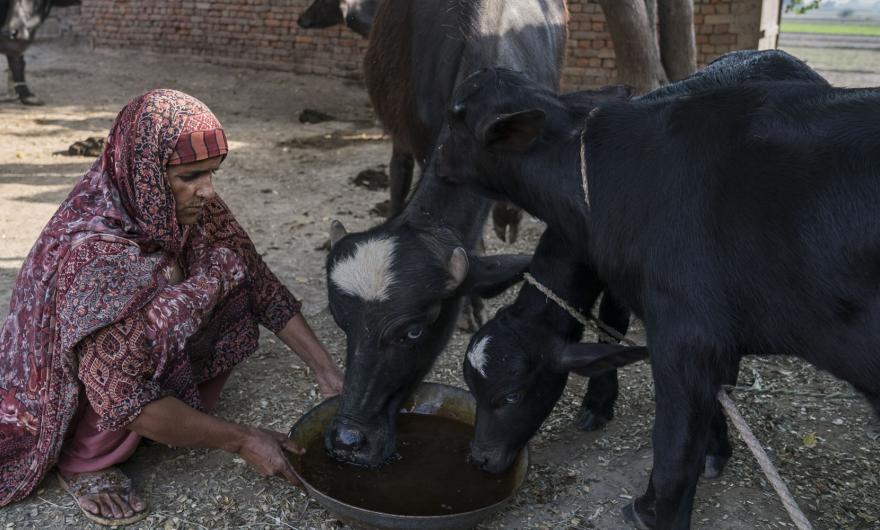Transforming dairy farming in Pakistan
