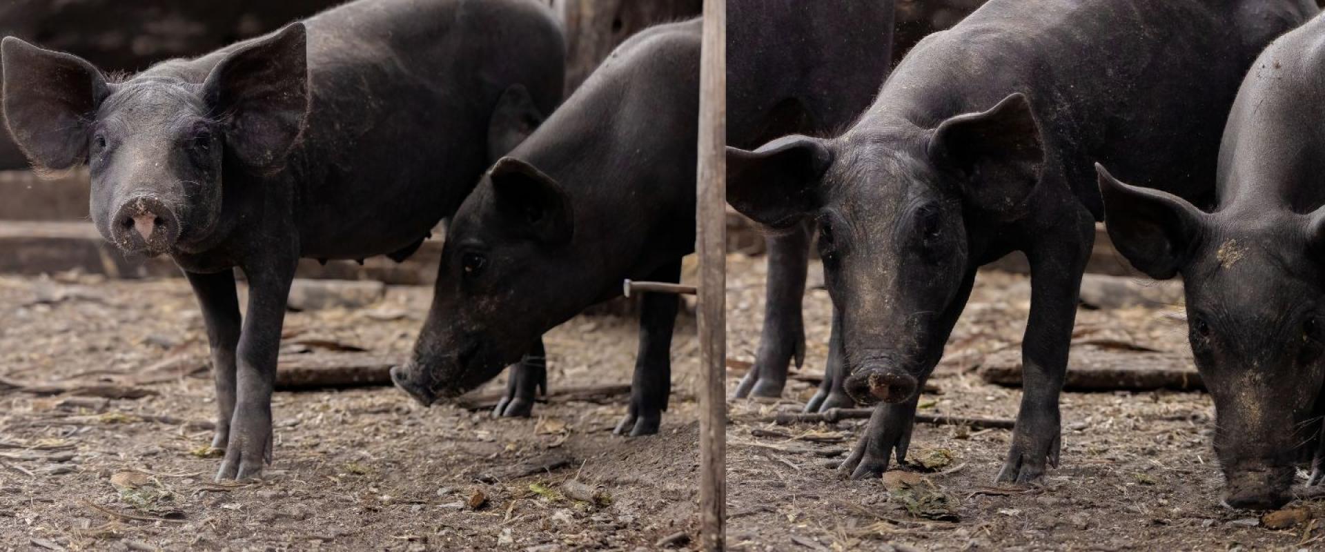 Black pigs in farm setting