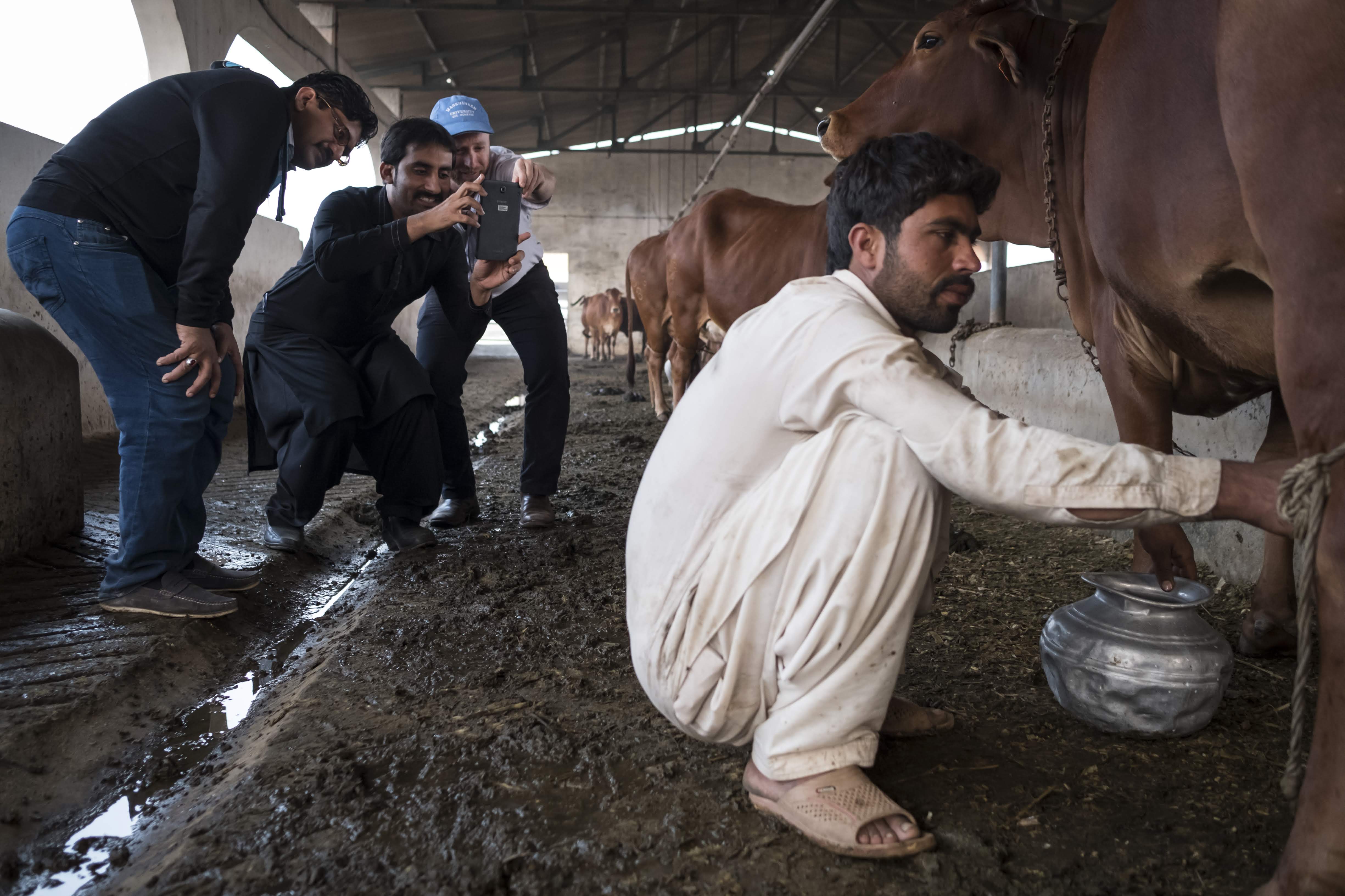 Abdul Aziz, Hafeez Ullah and David McGill demonstrate how the commcare surveys on a tablet can be used within the AVCCR dairy beef project in Pakistan. In December 2016 AgImpact delivered training to the team members in Lahore, Pakistan. AgImpact is delivering a Short Research Assignment for ACIAR exploring the uptake of using apps on tablets for agricultural research.