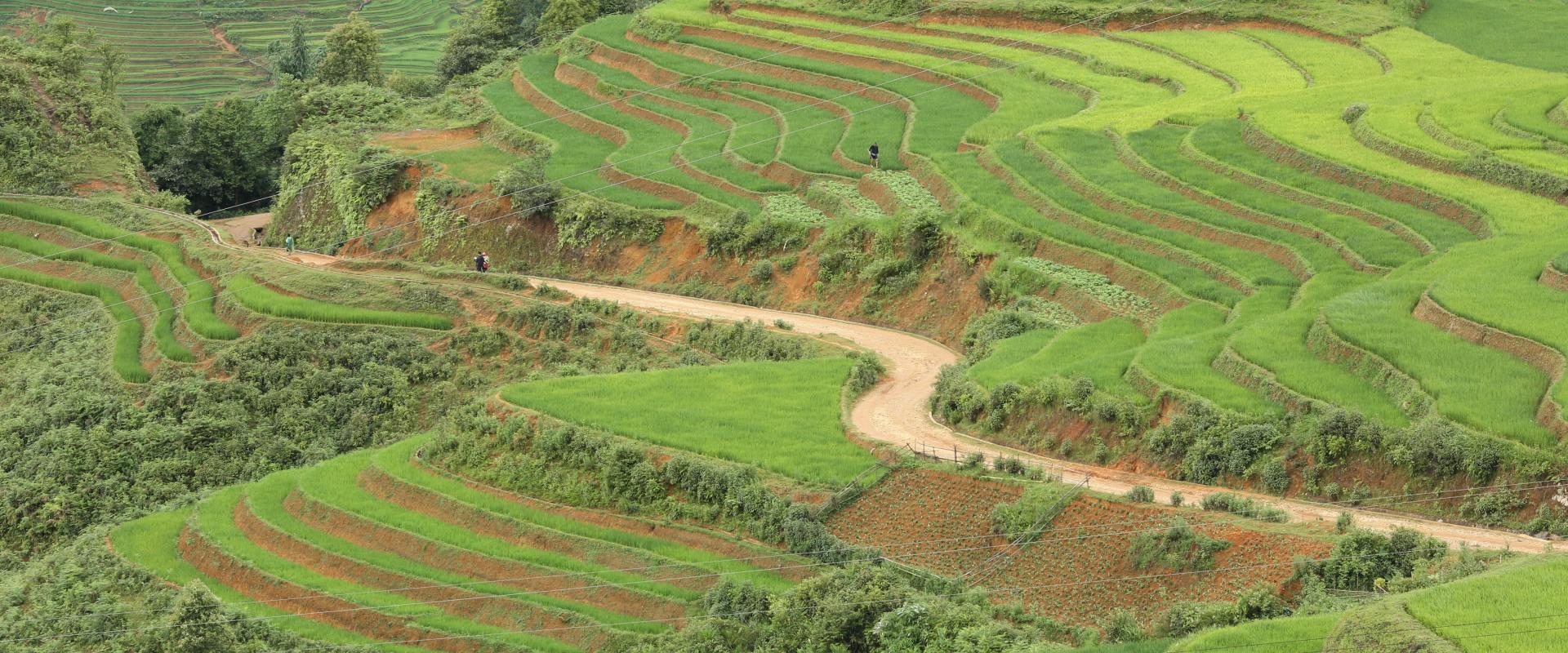 A scenic view of rice production in the Vietnam Highlands