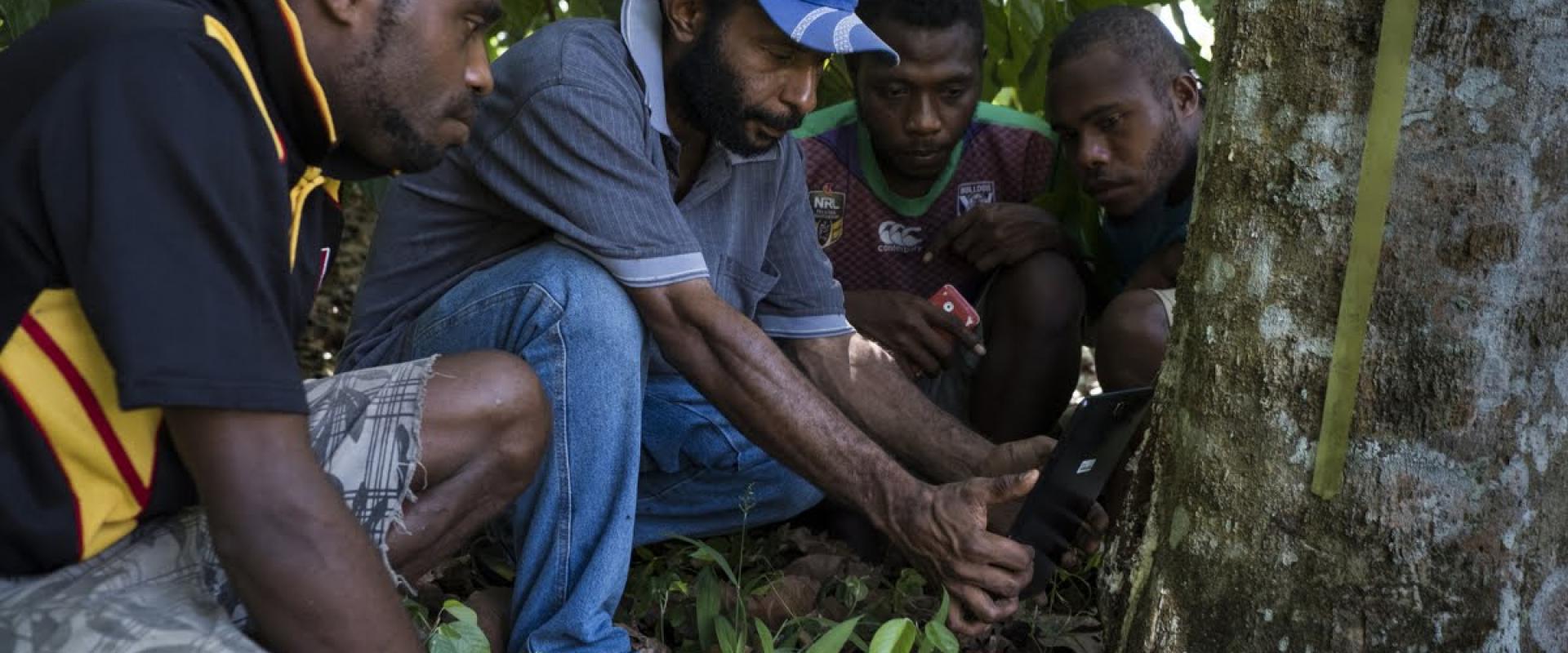 Ano Yonda holds a tablet with Mark Aik and Francis Kui inspect holes in the base of a canarium tree that have been left by a boring (left) and Juponse Bokosou (3rd from left)  underneath canarium trees located at the Kerevat NARI research station outside Rabaul in East New Britain province of Papua New Guinea. Earlier in the year a large group of NARI staff participated in the commcare training delivered by AgImpact as part of an ACIAR short research assignment.