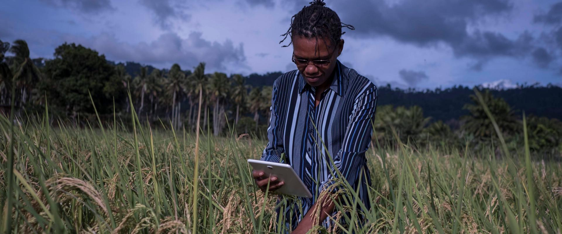 Isidora Ramita takes photos of rice as she practices using commcare surveys on tablets. The Commcare training was delivered by AgImpact at the NARI research station in Leh, in Eastern Highlands Province of Papua New Guinea. AgImpact is delivering a Short Research Assignment for ACIAR exploring the uptake of using apps on tablets for agricultural research.