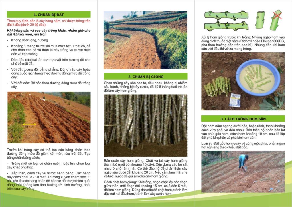 Vietnamese – ACIAR Cassava Value Chain and Livelihood Program