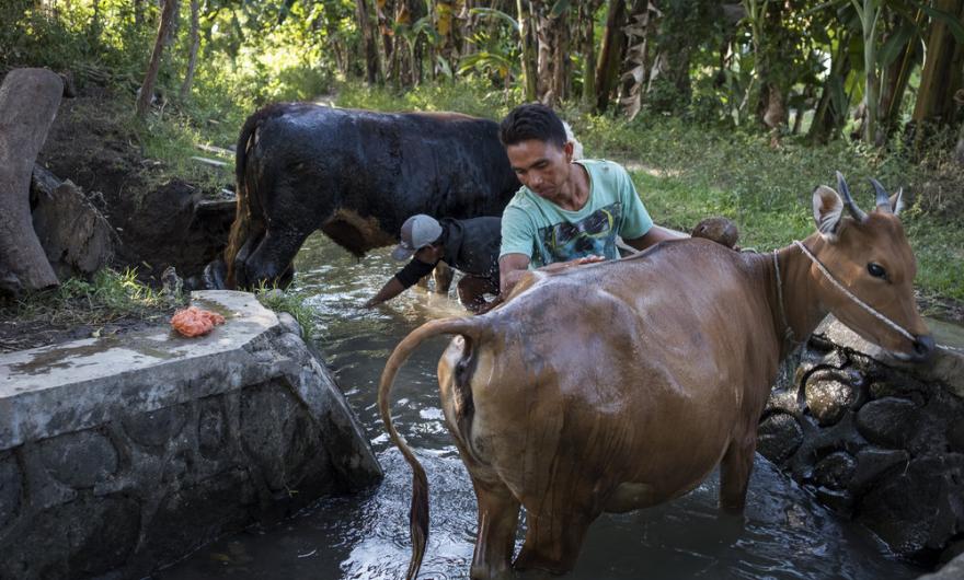 A farmer washes his cows