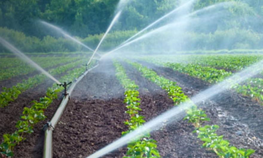 Rows of plants are irrigated by a sprinkler system