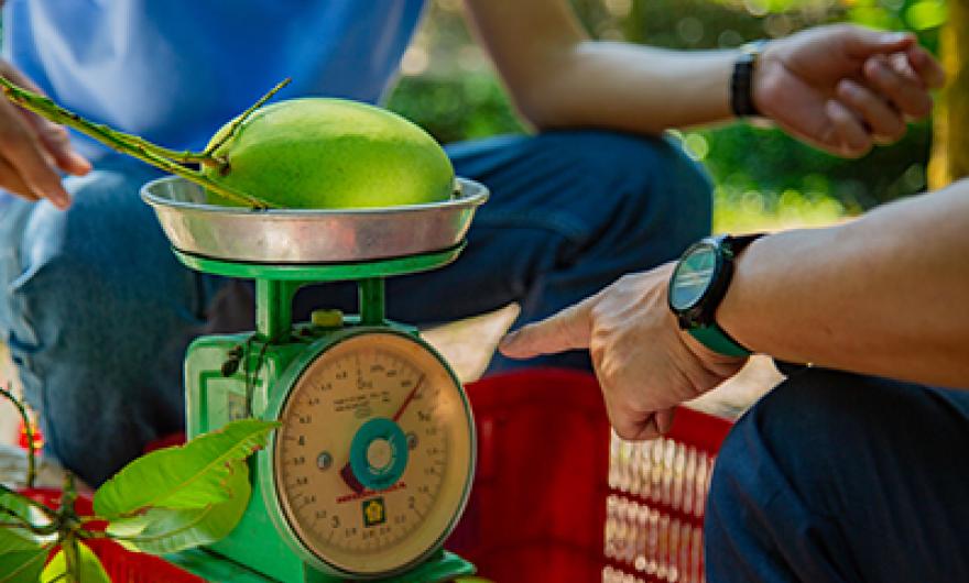 image shows a person pointing at scales weighing a mango.