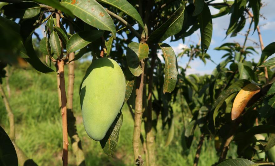 Green mango hanging on a tree branch in a sunlit orchard