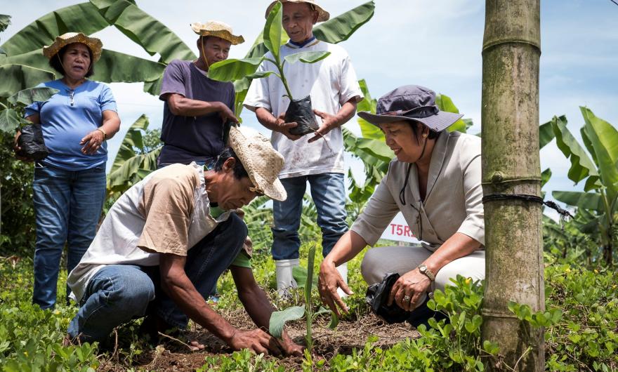 Farmers plant a young banana seedling together in a field