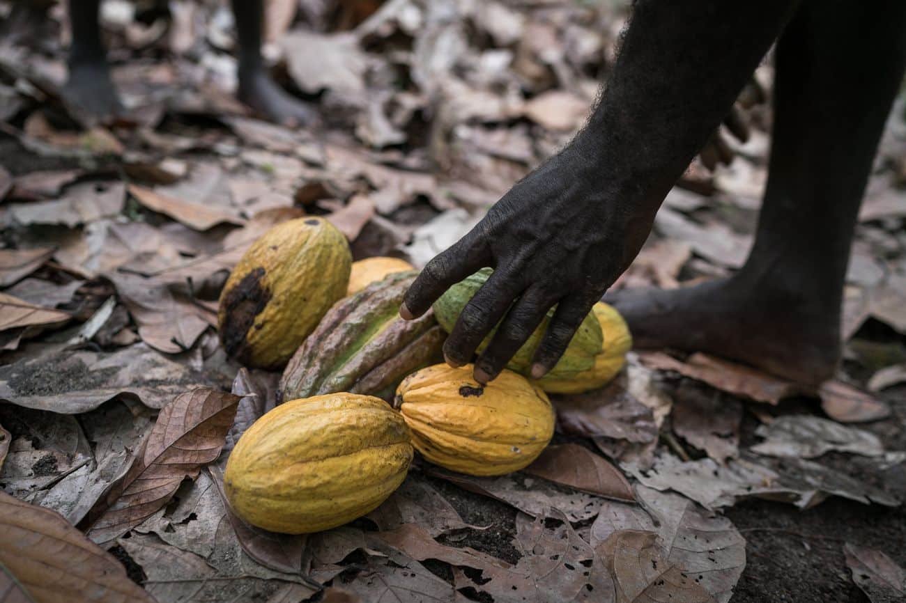George Tonai collects harvested cocoa pods from in Manetai villa
