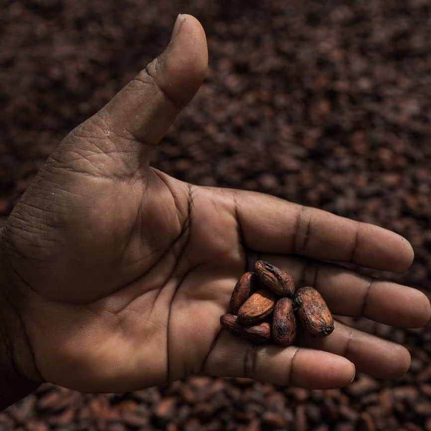 Albert Nongkas and Trevor Clarke inspect cocoa that has been dried