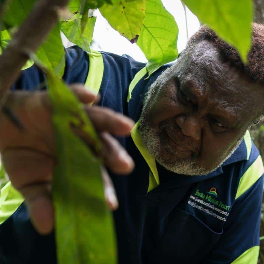 Albert Nongkas inspects a cocoa tree for insects or instances of disease