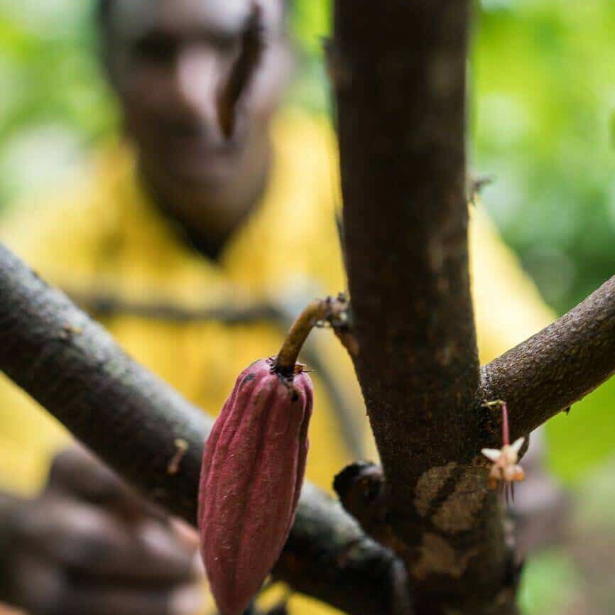 Kula Daslogo talks to a cocoa farmer outside Rabaul