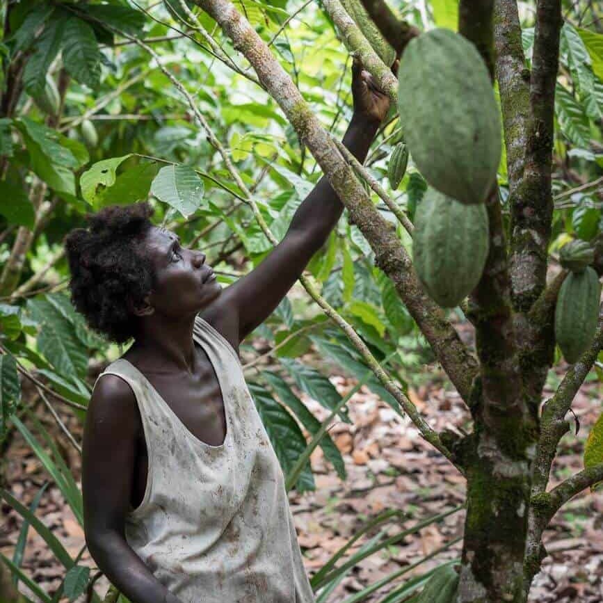 Lucy Tonai checks a cocoa tree for any signs of infestation