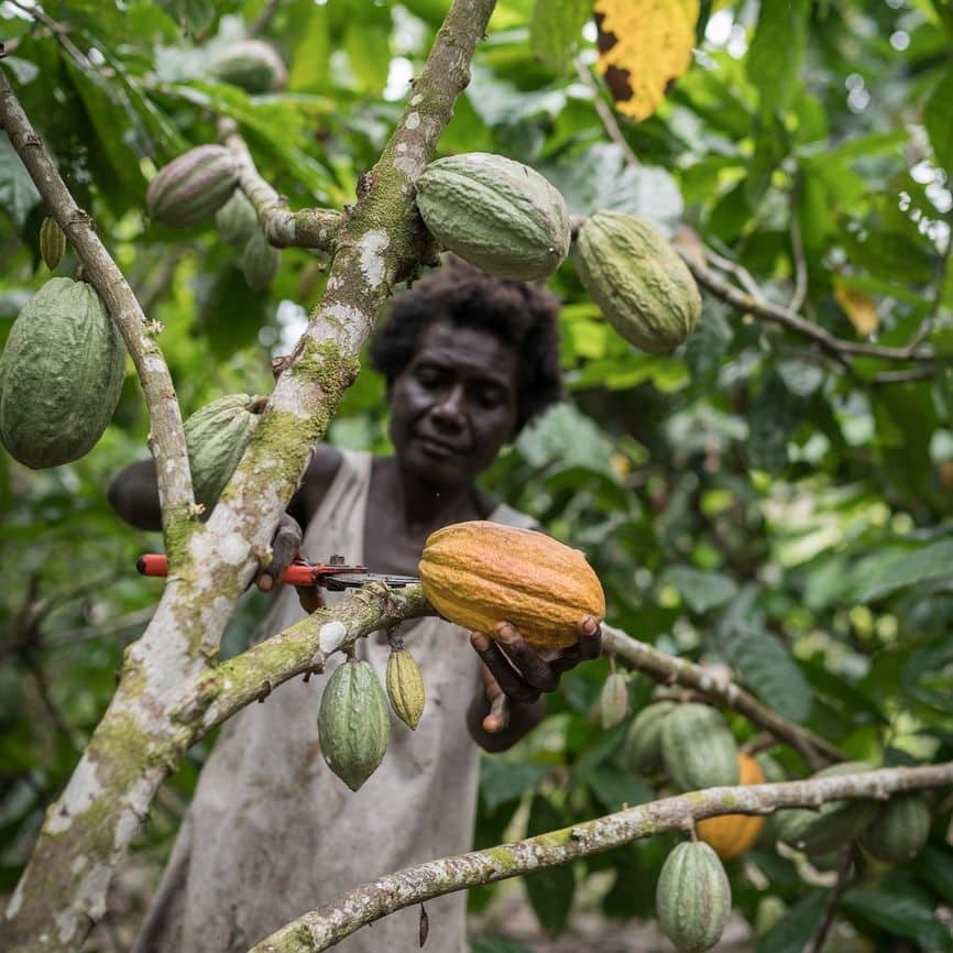 Lucy Tonai uses secateurs to trim cocoa trees