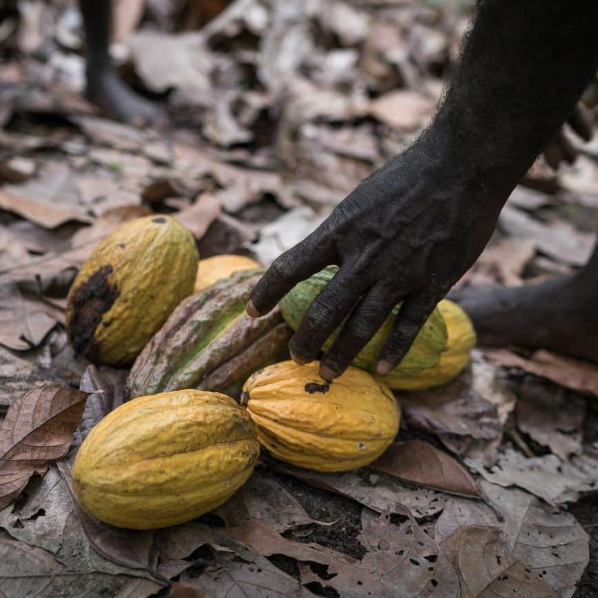George Tonai collects harvested cocoa pods from in Manetai village