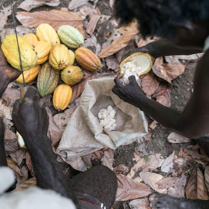 George and Lucy Tonai collect harvested cocoa pods