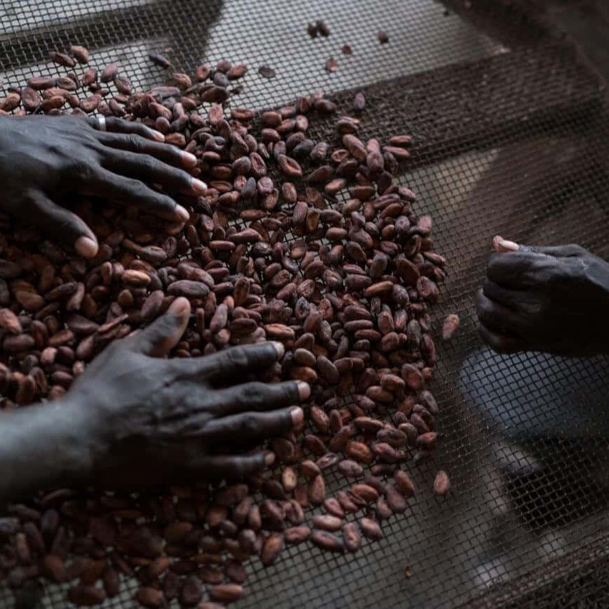 A worker from cocoa buyer Peter Joyce sifts through beans from George Tonai’s bag.