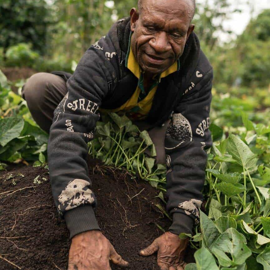 Wasi Waukawe picks clean kaukau from one of his fields