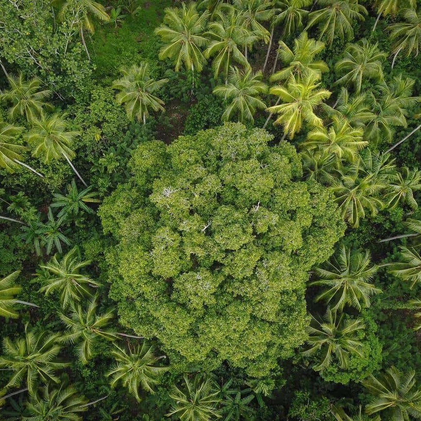 An aerial view of a large canarium tree on the land