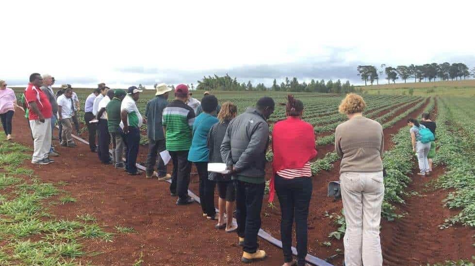 Optional field tour of organic sweetpotato farm at 2017 TADEP Annual Meeting in Cairns.