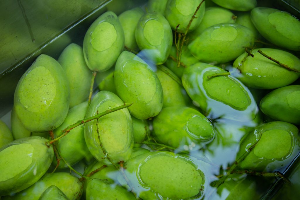 Fresh mangoes in sap burn treatment on-farm