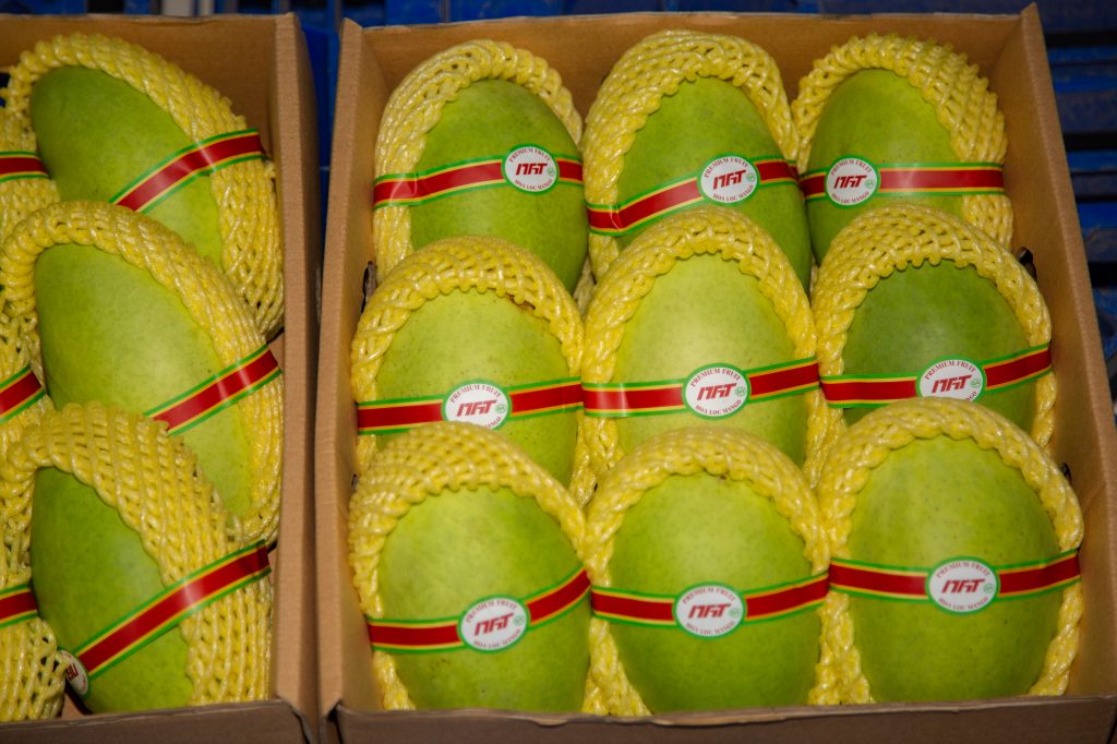 Quality mangoes packaged ready for retail display